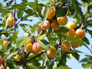 Mirabelles 