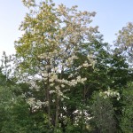 Acacia en fleurs