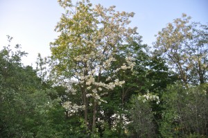 Acacia en fleurs