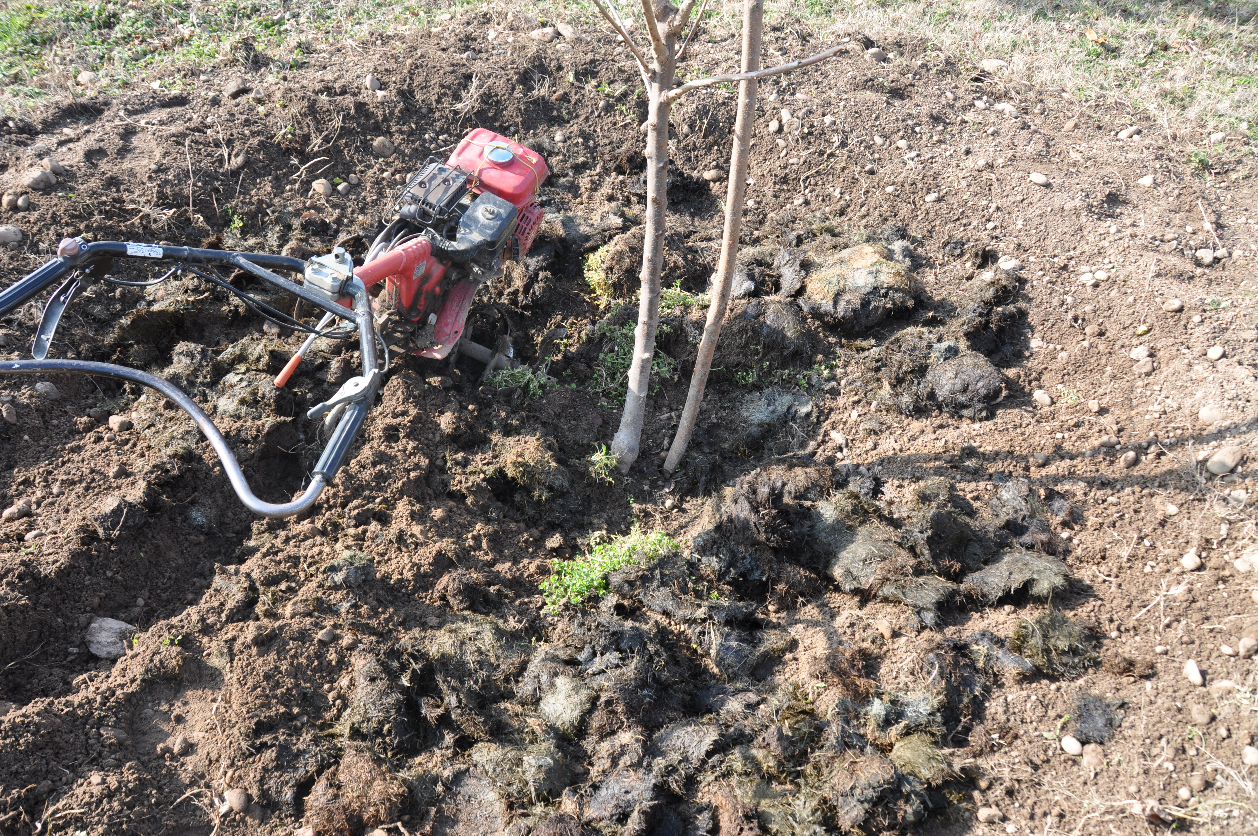 ou planter un cerisier