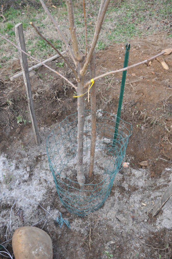 Ajout de cendre de bois riche en potasse