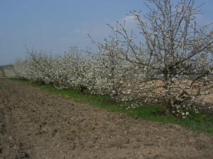 Cerisier avant nettoyage de printemps