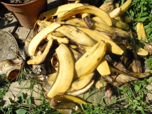 Peaux de bananes bien utiles pour les tomates et les rosiers