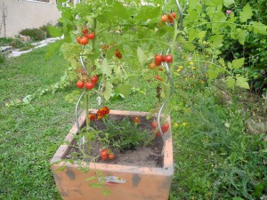 Tomates-cerises en pots