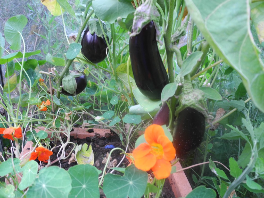 Aubergines