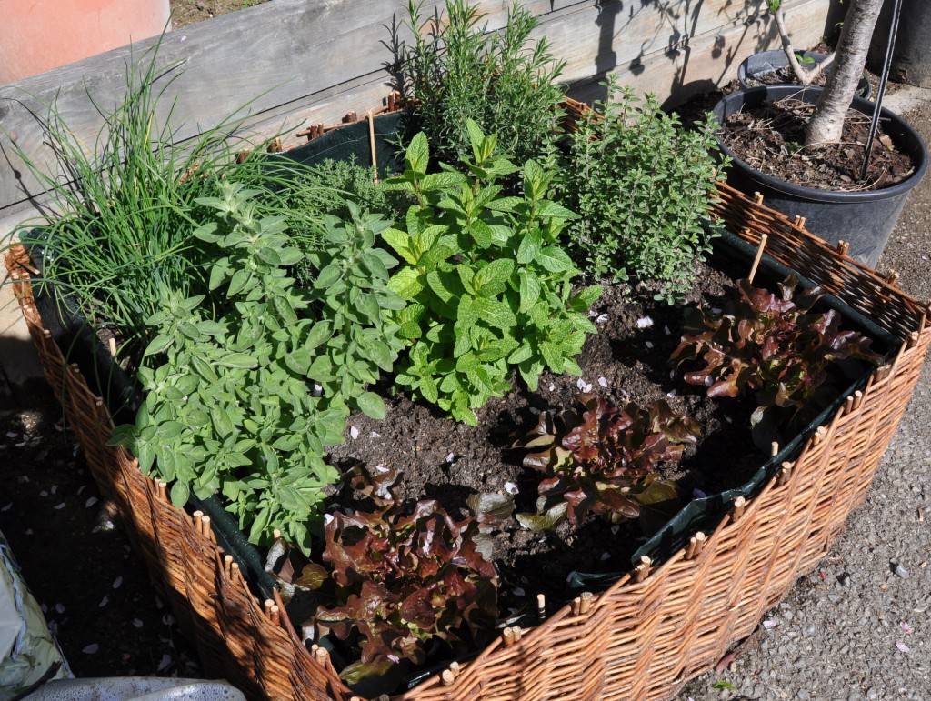 Plantes aromatiques en bac