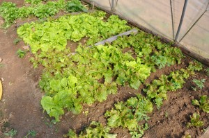 Salades en pleine terre