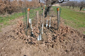 Feuilles de chêne sur la couronne extérieure du cerisier