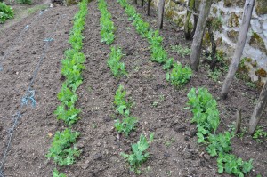 Pois plantés en plein air