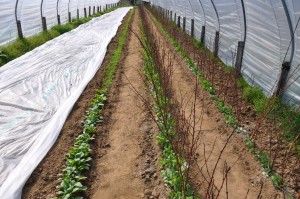 Plantations sous serre (maraîcher)