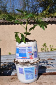 Augmentation du système racinaire de la tomate