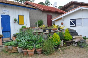 Jardin en pots dans le village de "L'Herbe" dans la baie d'Arcachon