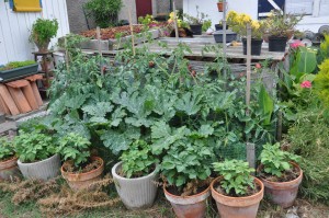 Tomates, légumes et fleurs plantées en pots dans la village de "L'Herbe" près du Cap Ferret