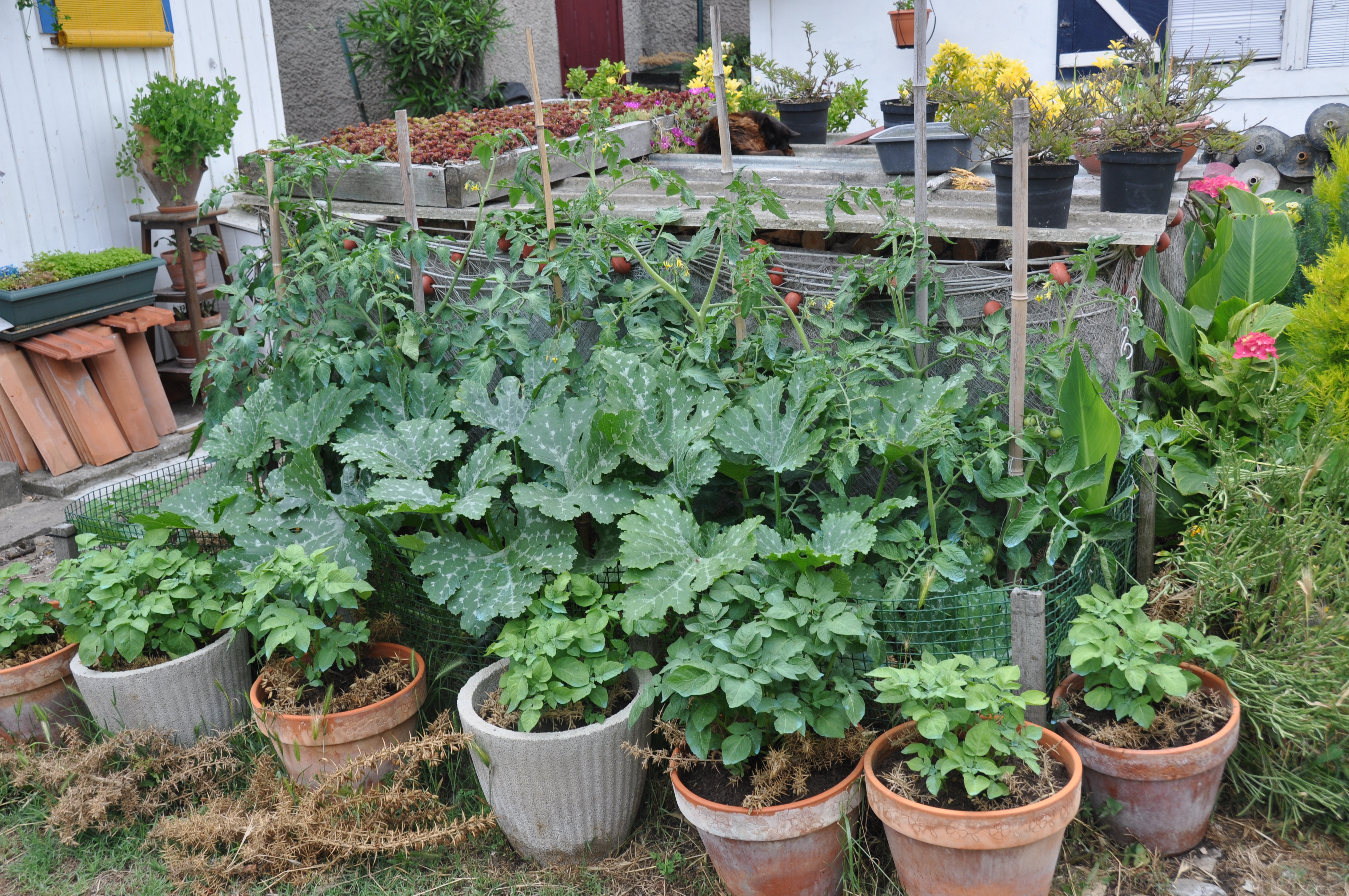 Planter des tomates en pots jardiner avec jean paul