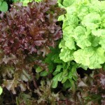 Mesclun