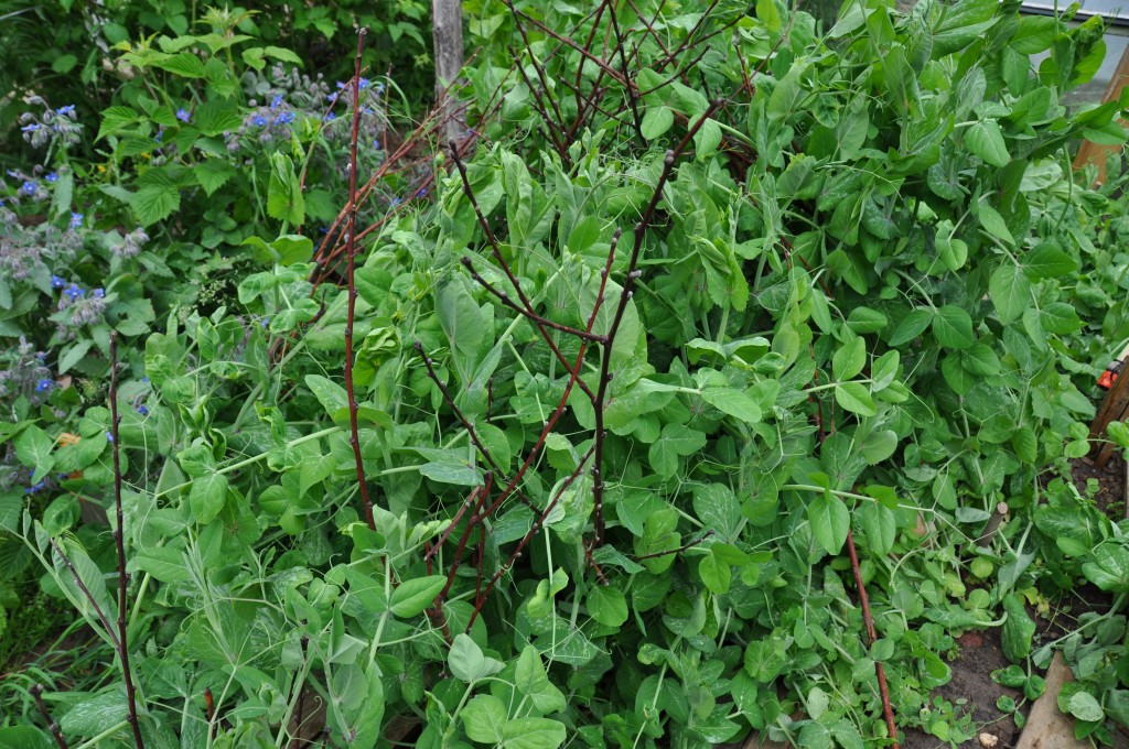 Récolte de pois