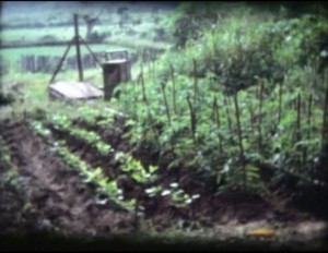 Tomates de mon jardin en Côte d'Ivoire