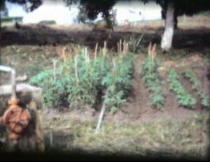 Potager en Côte d'Ivoire, au premier plan notre pompe à eau