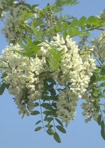Acacia en fleurs