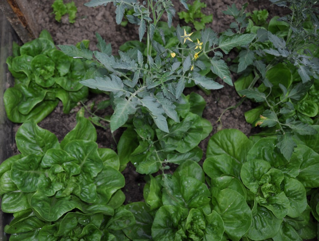 Tomates associées à des salades.