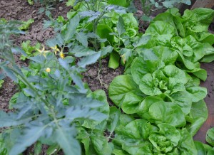 Mes salades au 21 avril 2014