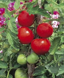 Tomates Montfavet