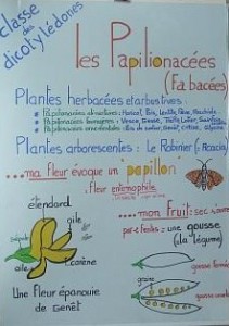 Famille des Papilionacées