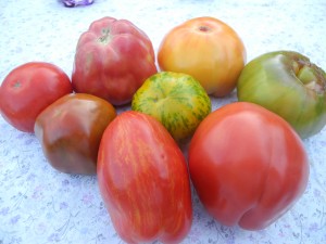 Tomates anciennes