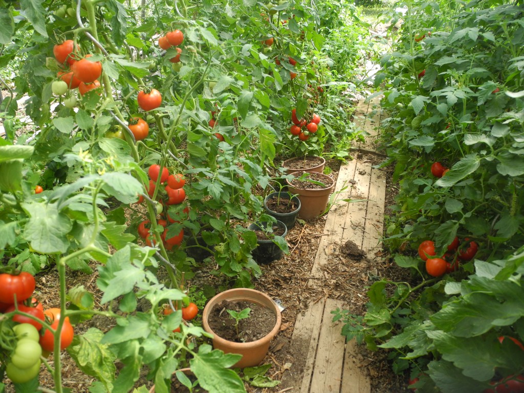 Tomates sous serre (1)