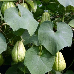 Le plant de christophine chargé de fruits