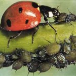 Coccinelle dévorant des pucerons