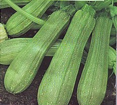 Courgette précoce