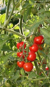 Tomates-cerises