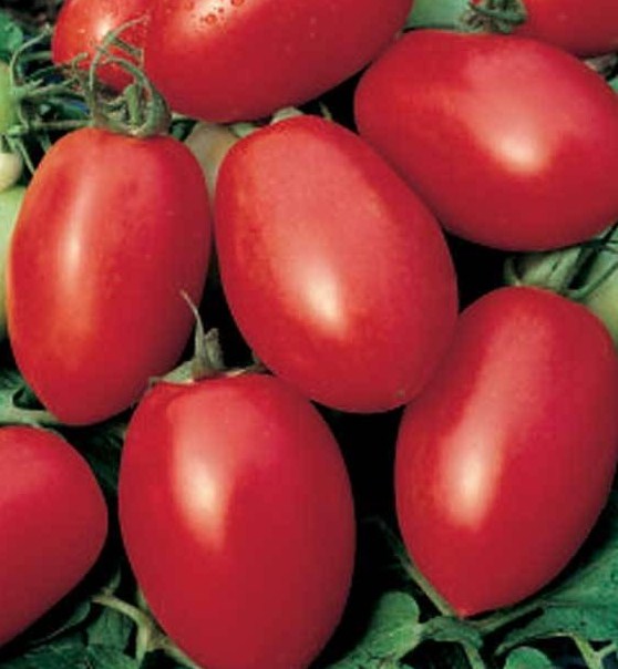 Tomate olivette