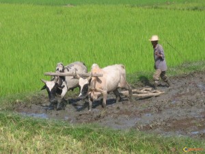 Culture du riz