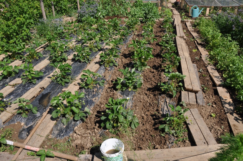 Haricots semés entre les fraisiers