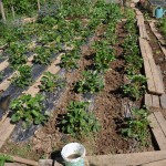 Haricots semés entre les fraisiers