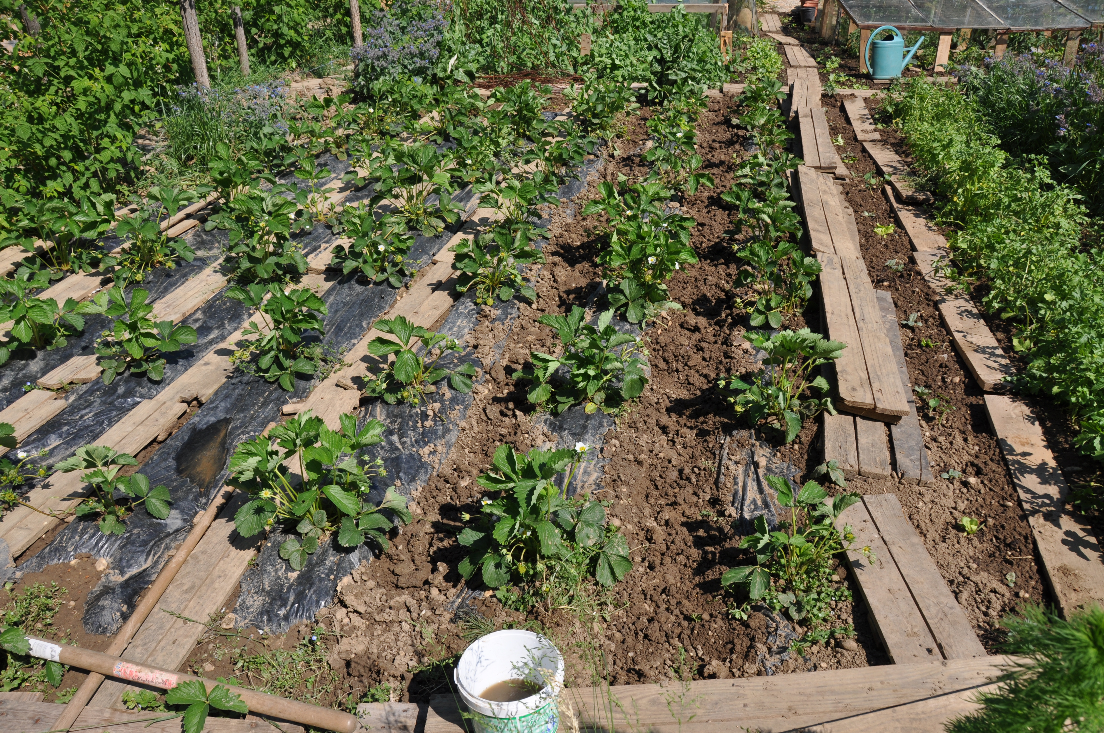 comment planter les fraises