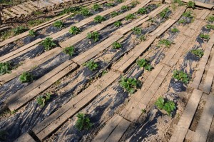 Planches protectrices pour les fraisiers