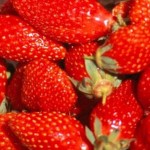 Fraises Gariguettes