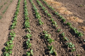 planter les haricots verts