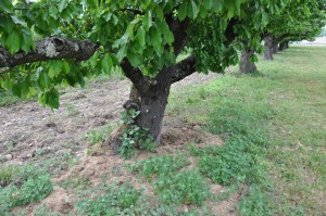 Chénopodes sous mes cerisiers