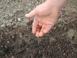 Semis de haricots (4)
