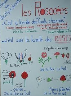 Famille des Rosacées