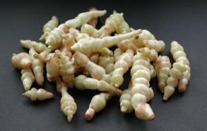 Crosnes du Japon