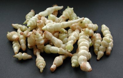 Un légume oublié: les crosnes