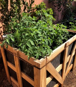 Tomates dans wicking bed