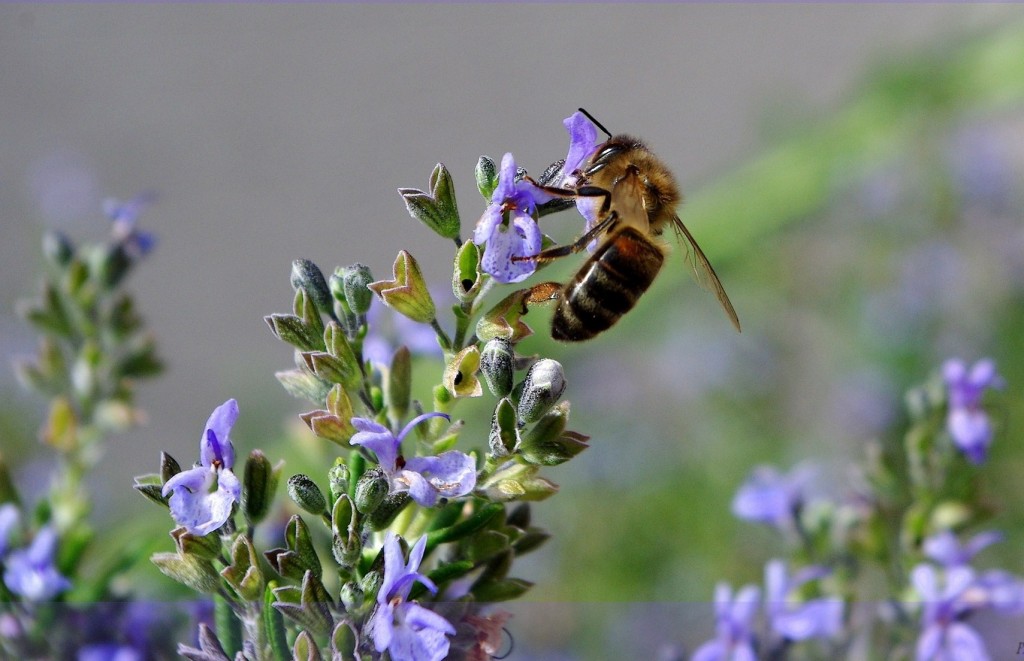 Abeille sur une fleur de thym