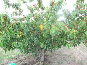 Cerises Van naturelles