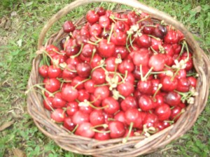 Cerises